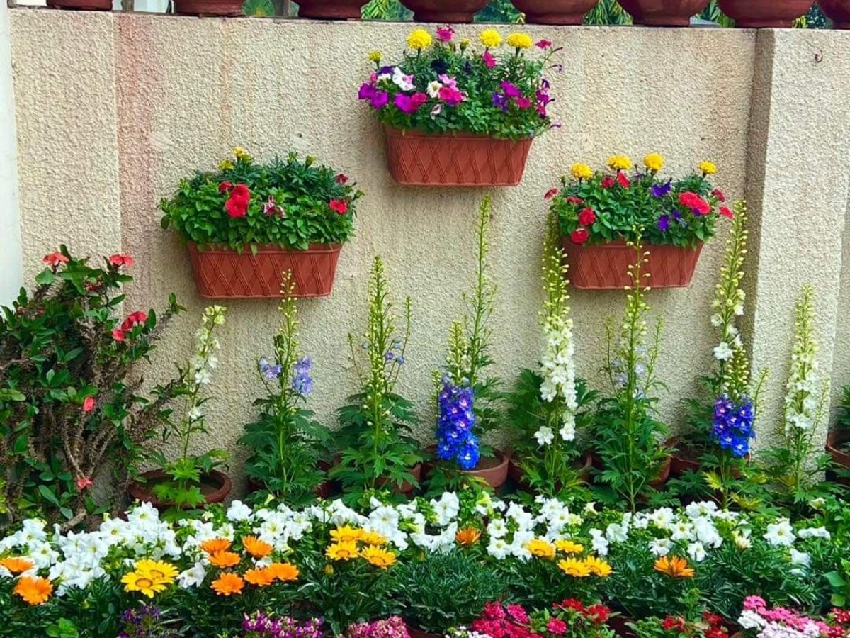 Create a fragrant garden in small pots - Photo Gallery