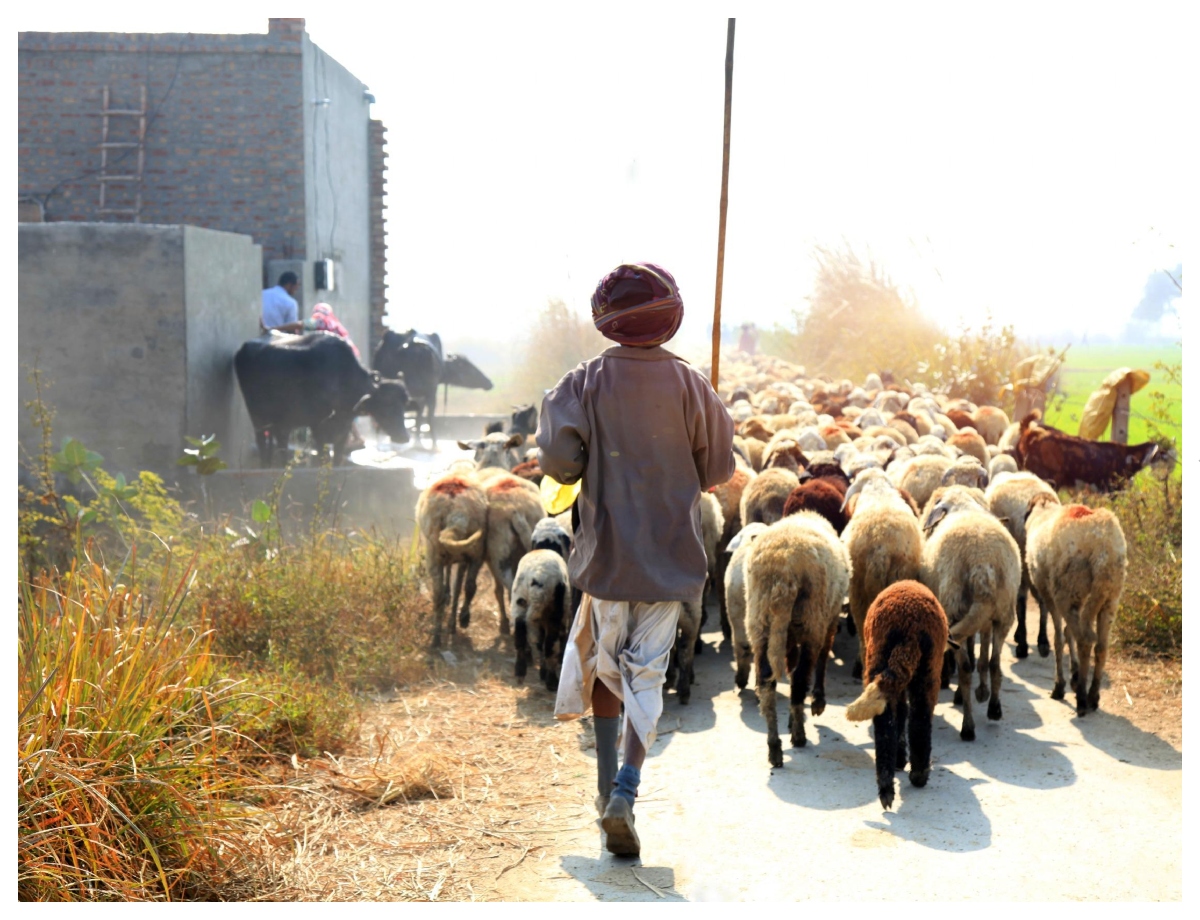 A dance tradition derived from shepherds and farms - Photo Gallery
