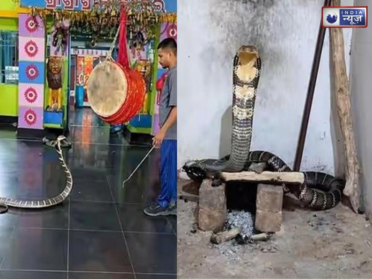 Video: मंदिर के अंदर बैठा था विशाल किंग कोबरा! कपाट खुलते ही जो हुआ, वीडियो देख रह जाएंगे दंग