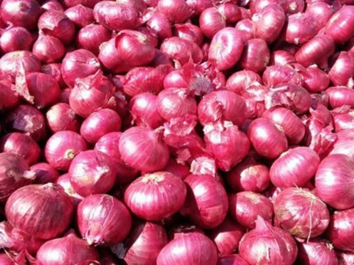 onion - Photo Gallery