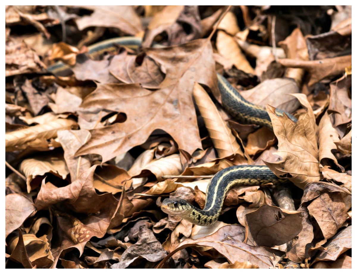 Hiding places around trees can be a big reason - Photo Gallery