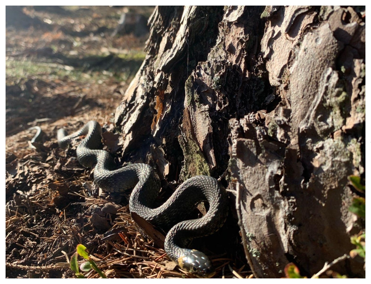 A shady place can become a place of rest in the heat - Photo Gallery