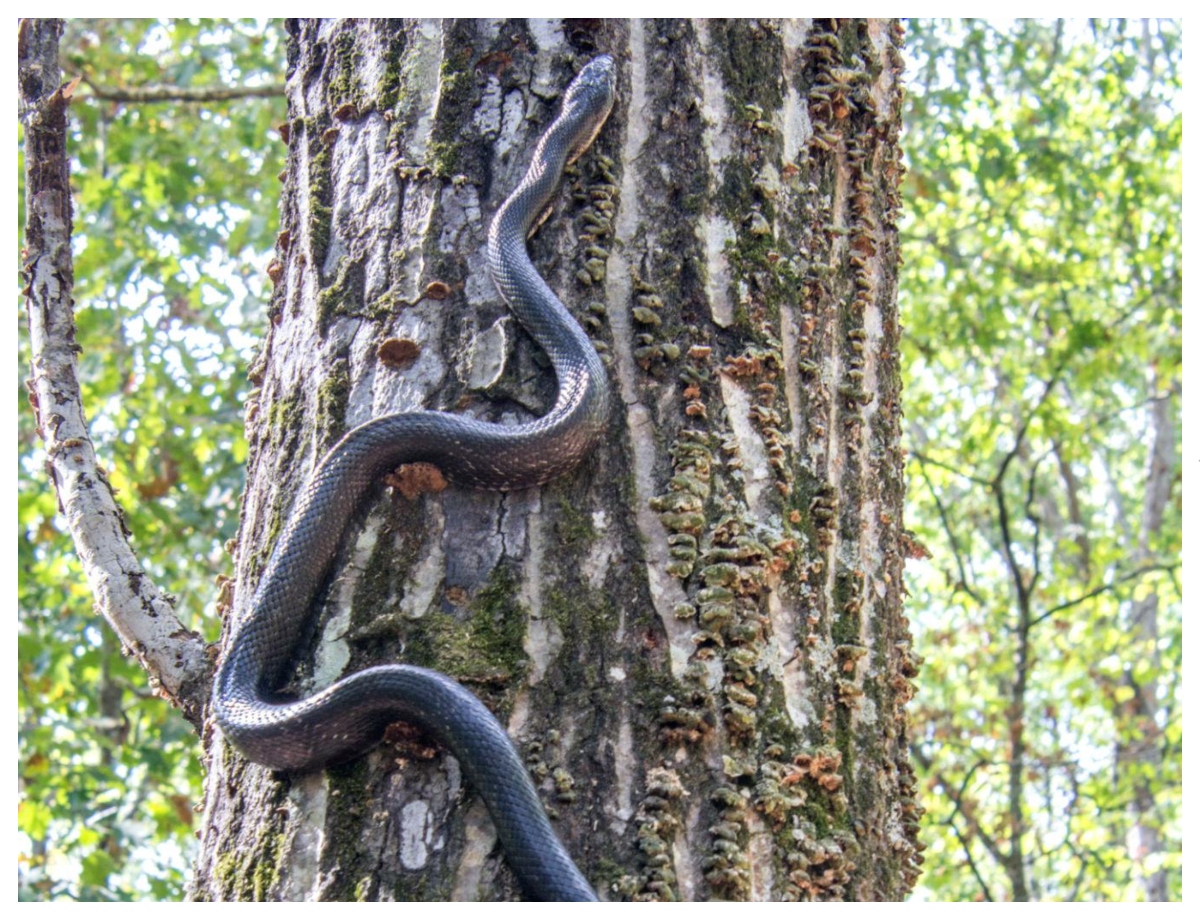 Does the scent of sandalwood attract snakes? - Photo Gallery