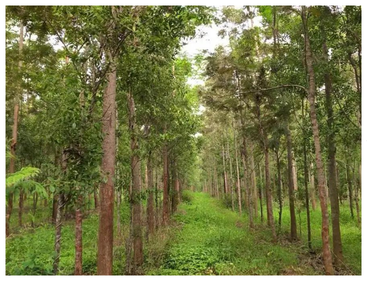 Folklore also created the story of sandalwood and the snake. - Photo Gallery