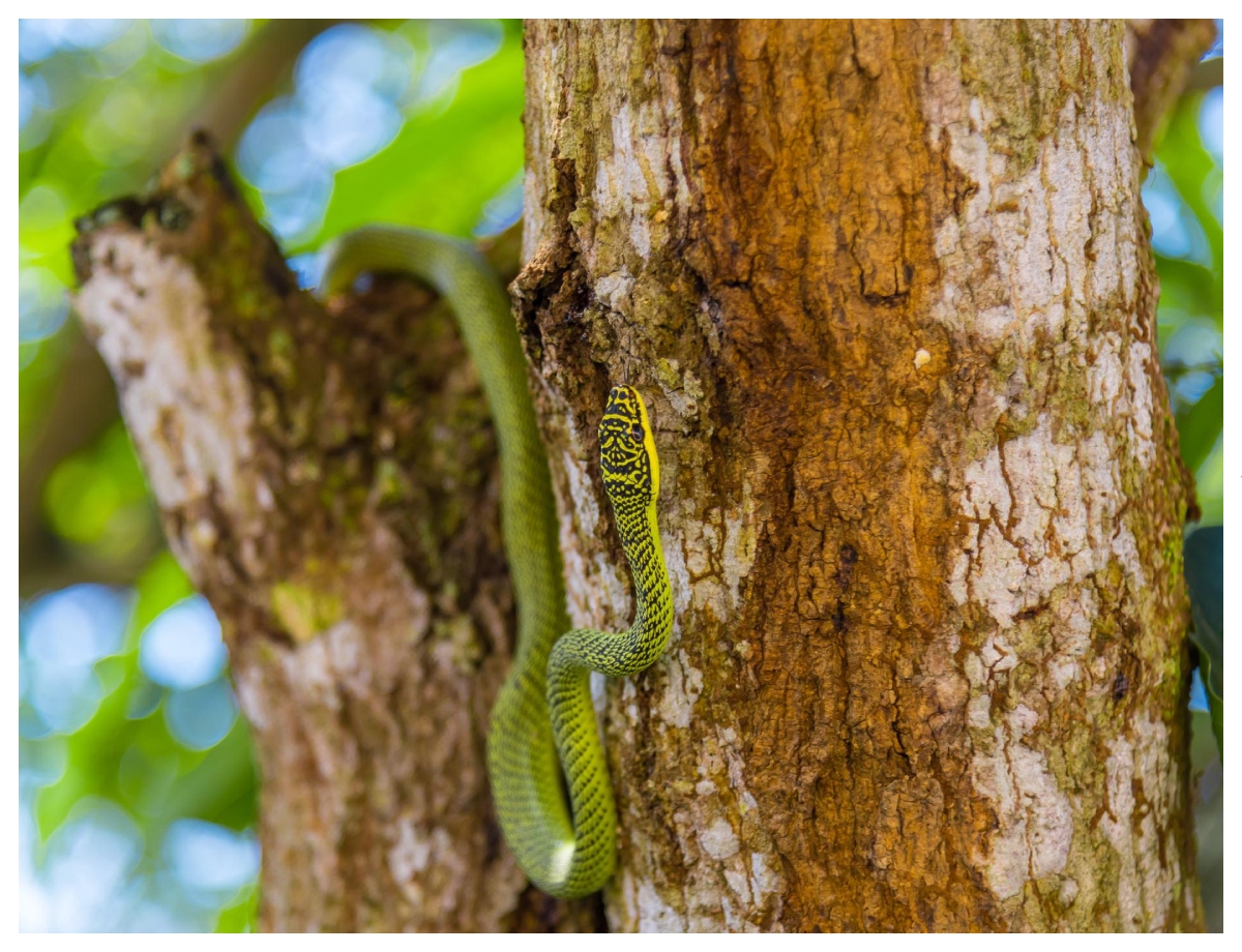 Why do snakes climb trees? - Photo Gallery