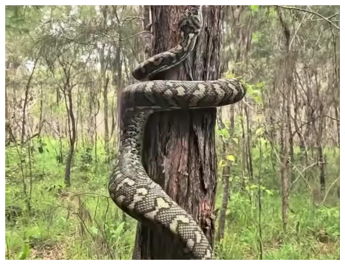 What is the connection between sandalwood and snake? - Photo Gallery