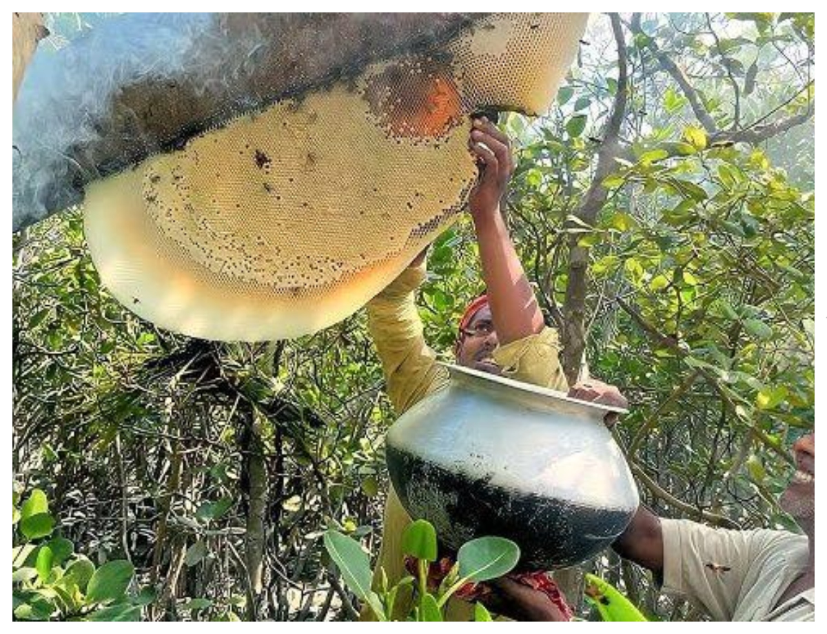 Honey is extracted from the hive by smoking - Photo Gallery