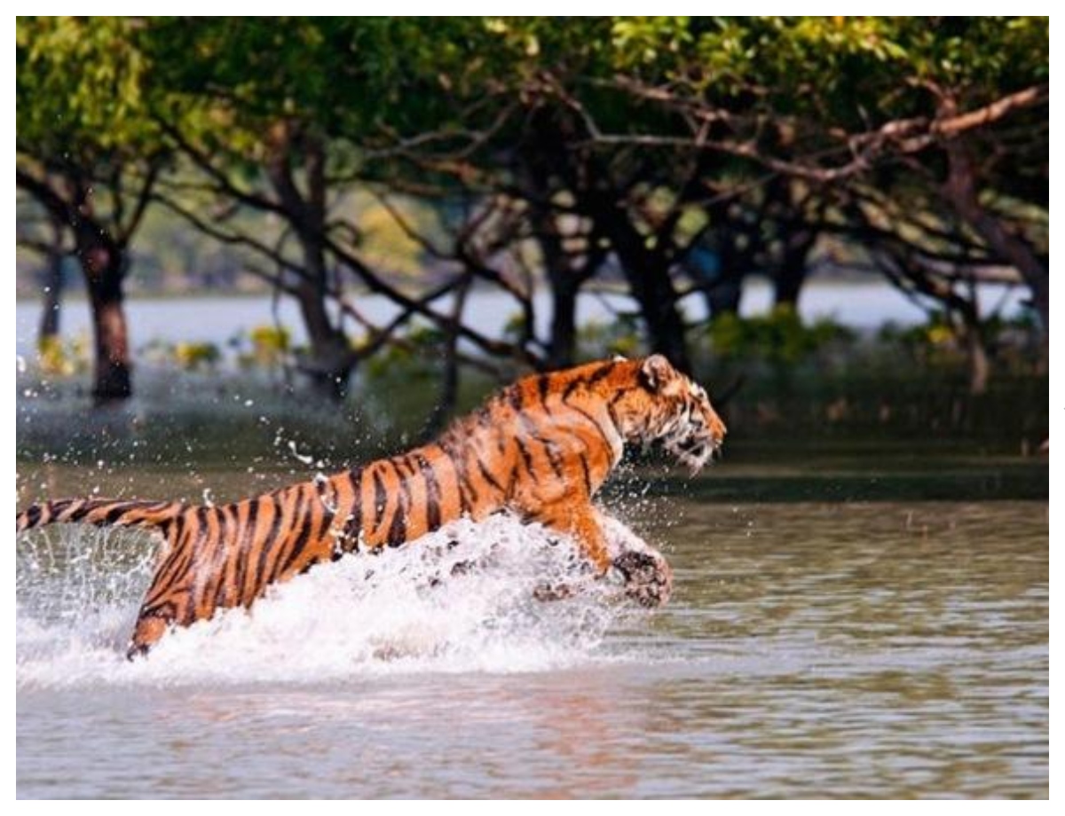 Beehive above, tiger lurking below - Photo Gallery