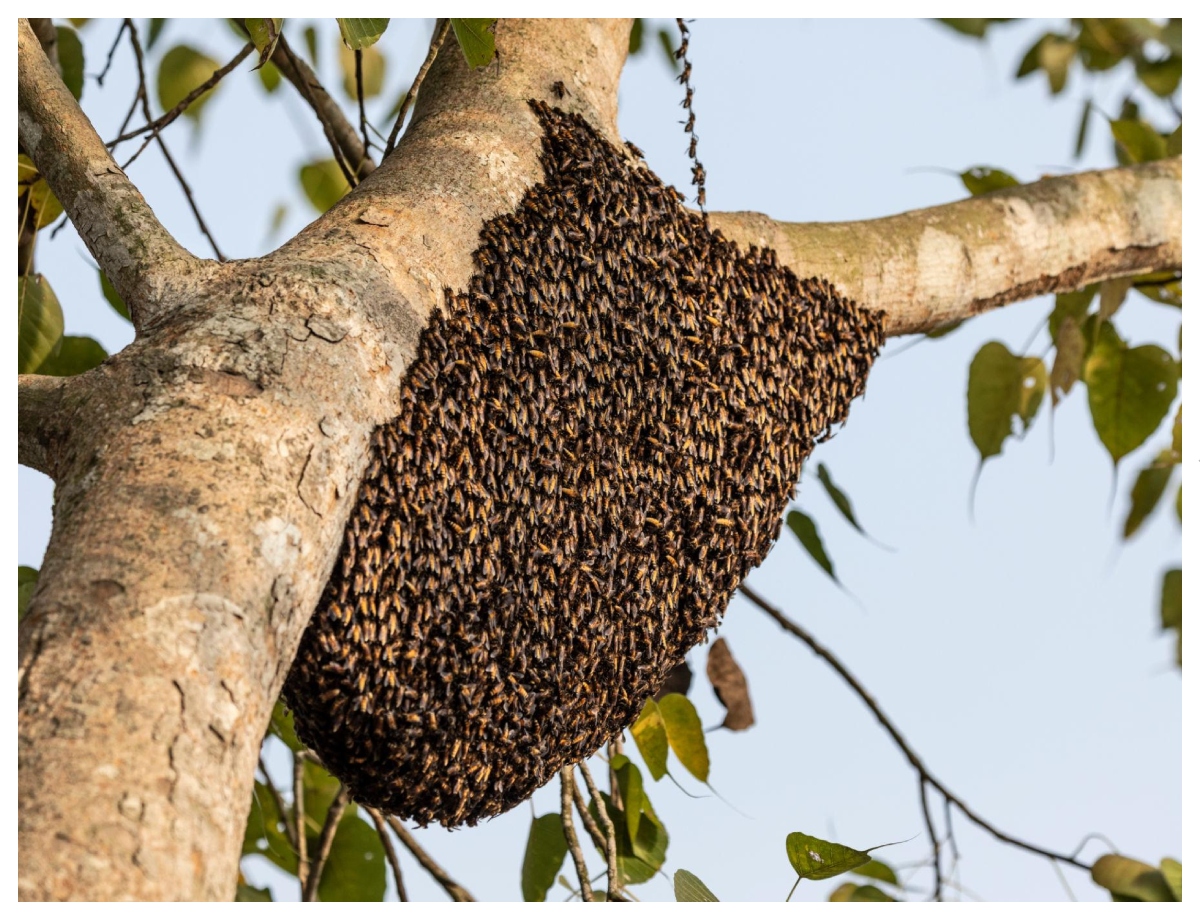 Sundarbans honey is made from several mangrove flowers. - Photo Gallery