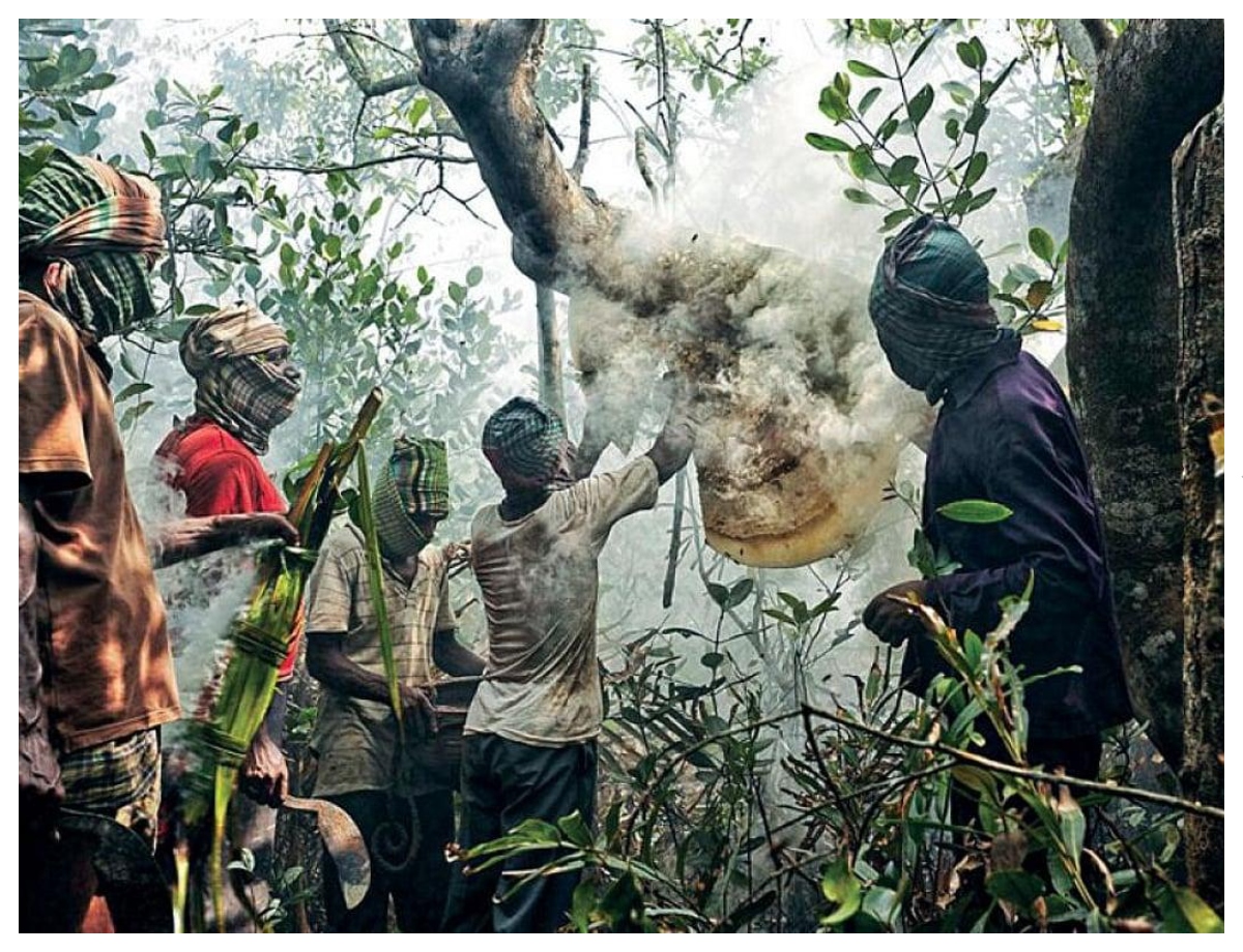 The fear of death behind every drop of honey - Photo Gallery