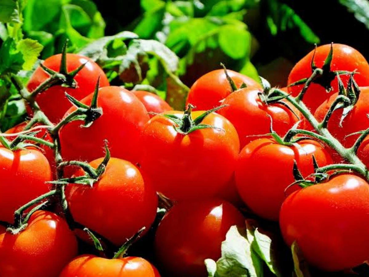tomatoes - Photo Gallery
