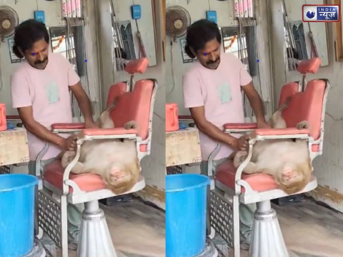 Video: इंसानों के शौक अब बंदरों में भी! शेविंग कराकर फुल मसाज लेता दिखा बंदर, Video देख हंस-हंसकर हो जाओगे लोटपोट
