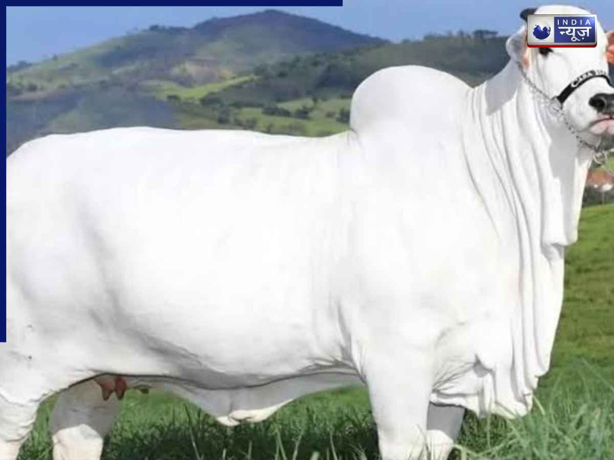 Worlds Most Expensive Cow: ये है दुनिया की सबसे महंगी गाय, कई लोगों के नेटवर्थ से भी ज्यादा है कीमत; जानें क्या है खासियत