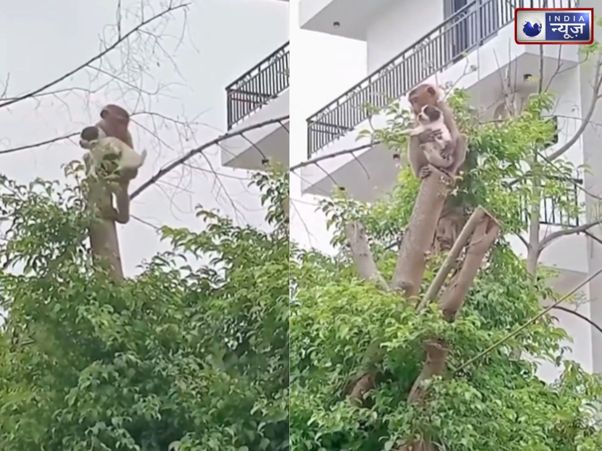 Caught on Camera: बंदर की गोद में नजर आया नन्हा पप्पी, पेड़ पर बैठकर ऐसे रखा ख्याल; वीडियो देख लोग बोले- असली हीरो!