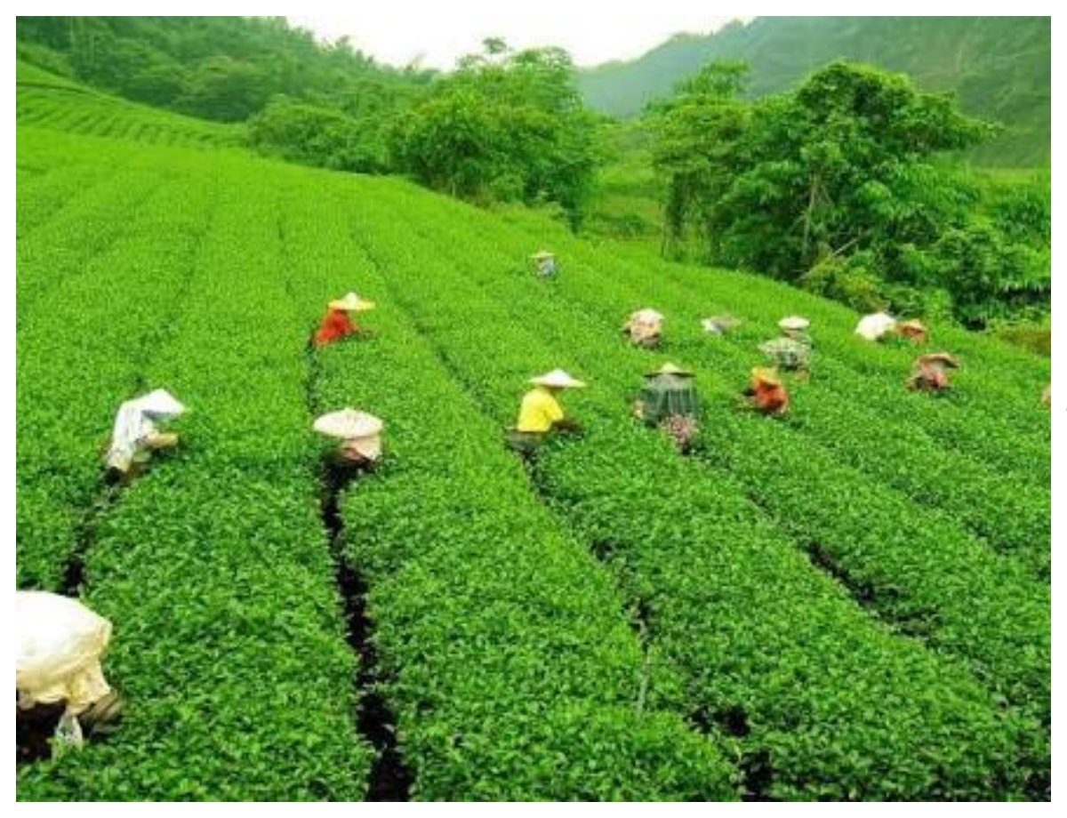 Explore tea plantations and Himalayan views in Darjeeling - Photo Gallery
