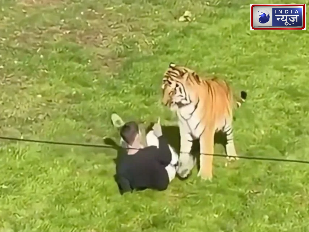 Yorkshire Tiger Attack Video Viral: टाइगर के बाड़े में कूदा शख्स, फिर हुआ खौफनाक हादसा; ब्रिटेन के वायरल वीडियो की पूरी कहानी